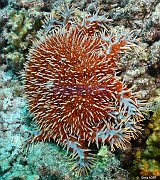 Echinodermes - Echinoderms